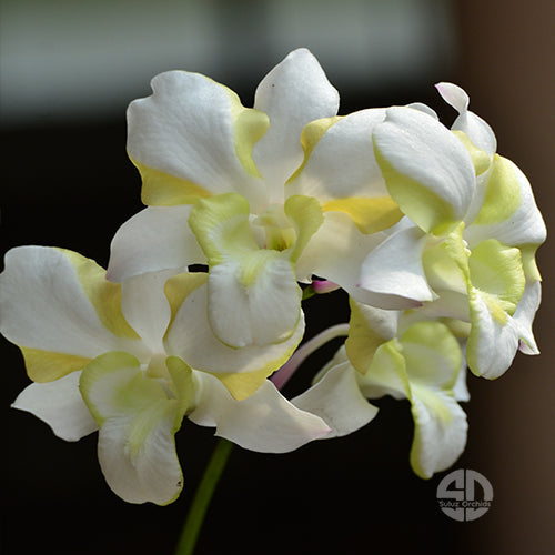 Dendrobium Orchid Liberty White- Medium Stage