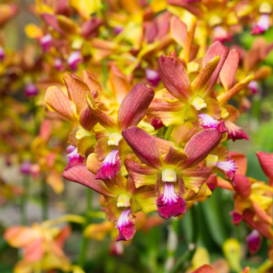Elegant Yellow Dendrobium orchid showcasing radiant yellow and purple blossoms in full bloom.