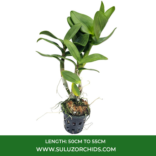 Fresh Red Dendrobium orchid plant featuring striking red blossoms