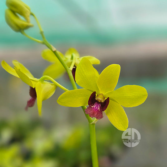 Dendrobium Orchid Lueng Udomsap Mature