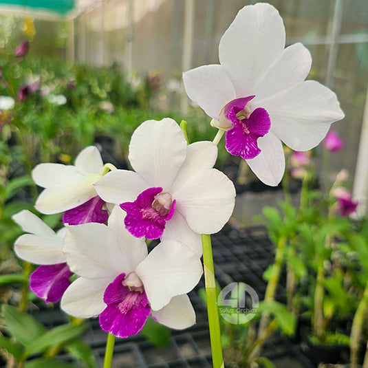 Dendrobium Orchid Madama Vipa Charming White Mature