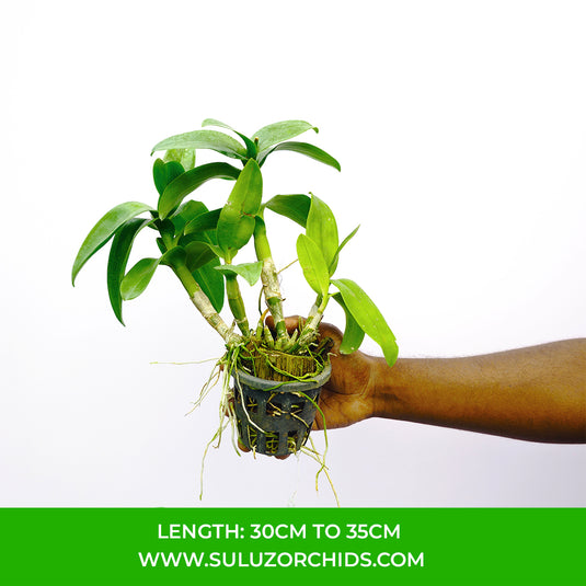 Yellow Dendrobium orchid featuring bright yellow blooms