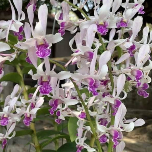 White Dendrobium orchid displaying pristine white flowers with purple centers.