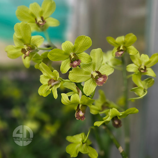 Dendrobium Orchid Malasiya Green Mature