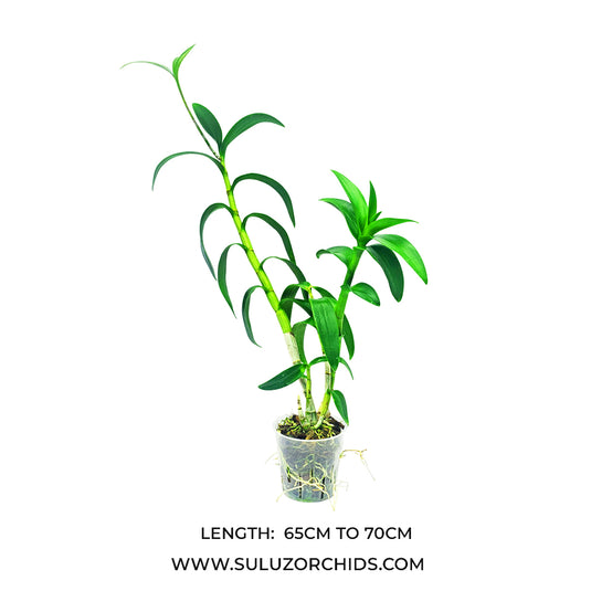 Dendrobium Orchid mature plant with healthy green leaves