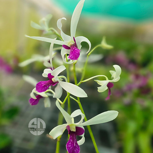 Dendrobium Orchid Meesangnil #2 Mature