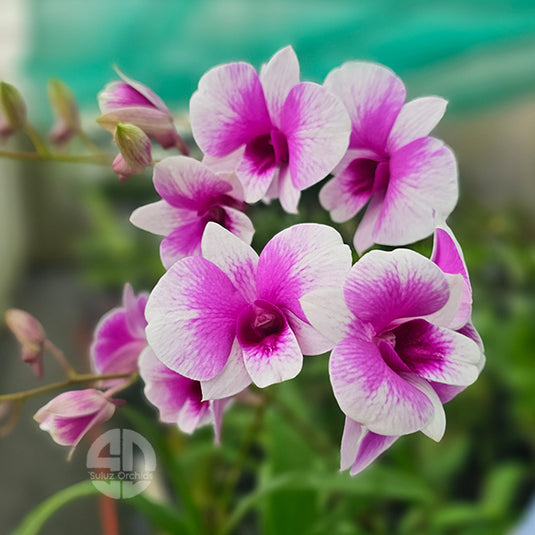 Dendrobium Orchid Mini Yaya purple flower with soft darker center
