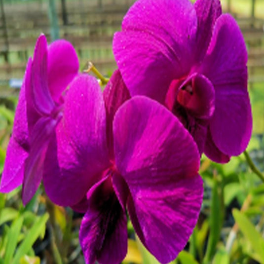 Dendrobium Orchid Miss Asian soft pink flower with magenta lip and rounded petals