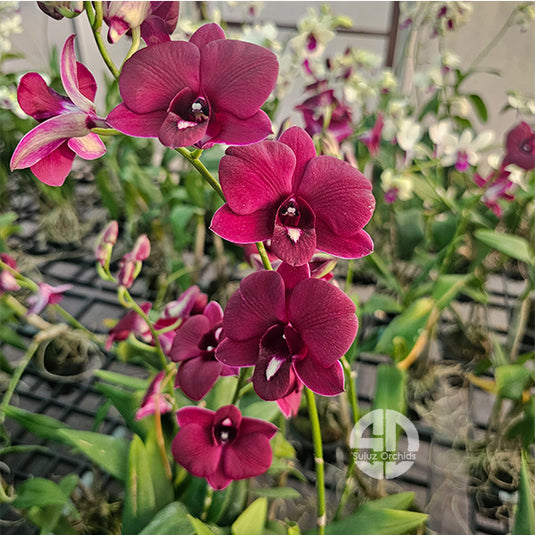 Dendrobium Orchid More Red Mature