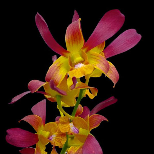 Magenta Dendrobium orchid featuring soft magenta and yellow flowers with soft purple centers.
