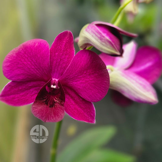 Dendrobium Orchid Pink Biglip Mature