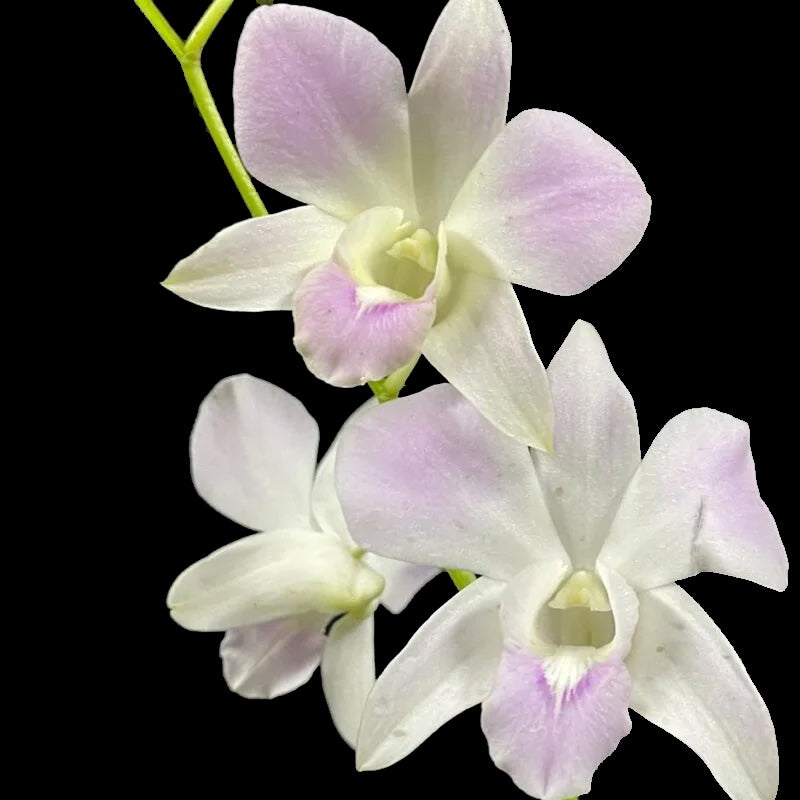 Dendrobium Orchid Plant Pink Happy - Seedling Foto & Idee Dendrobium Orchid Plant Pink Happy - Seedling Illustration
