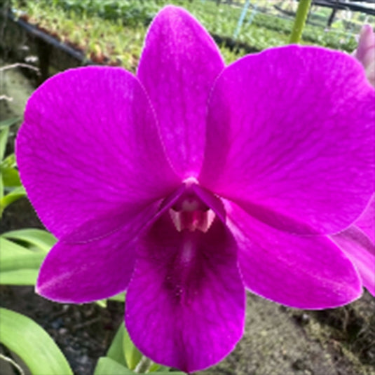 Dendrobium Orchid Pink Lady #2 pink flower bloom