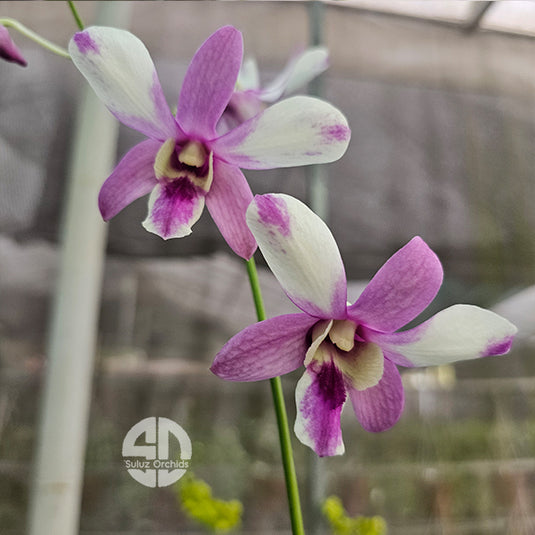 Dendrobium Orchid Pink New Mature