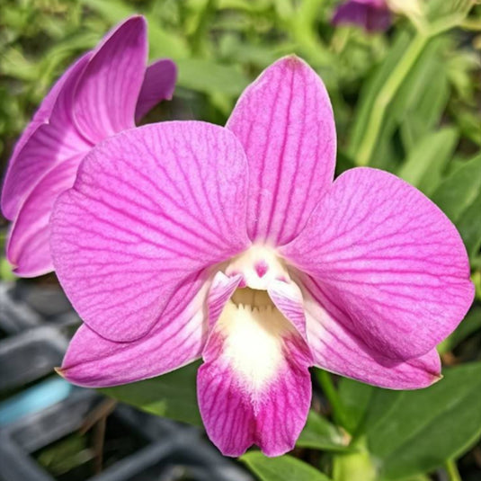 Dendrobium Orchid Pink Stripe #350 pink striped flower bloom