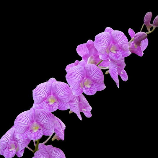 Dendrobium Orchid Plant Pink Stripe #81 - Seedling