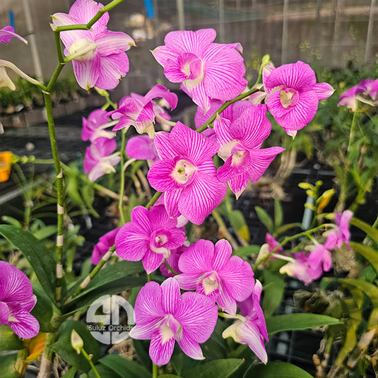 Dendrobium Orchid Pink Stripe #49 - Medium Stage