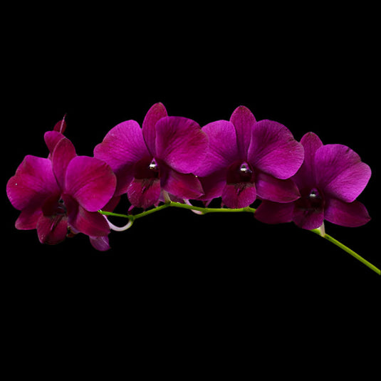 Dendrobium orchid featuring rich red petals and elegant clusters.