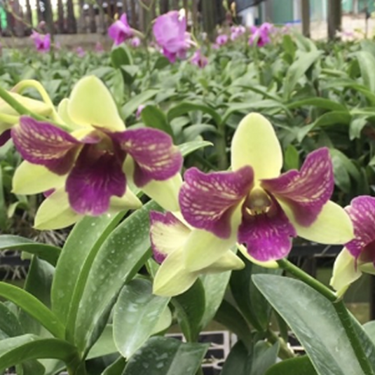 Dendrobium Orchid Plant Areedang Blue 3 lip # 741 - Seedling