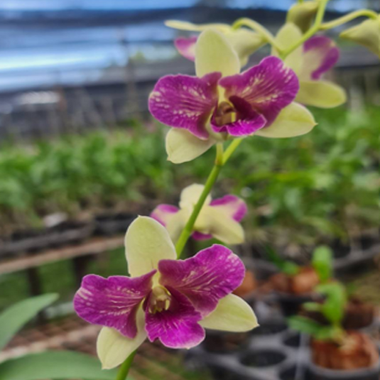 Dendrobium Orchid Areedang Blue 3 lip Mature Plant yellow petals with magenta purple three lip center flower
