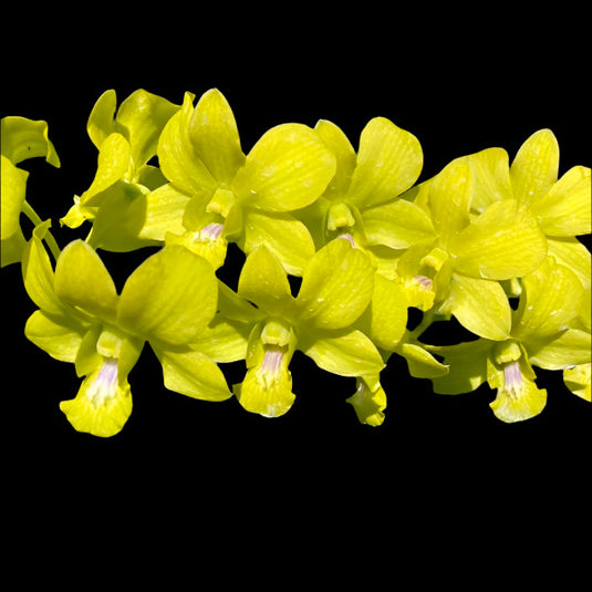 Dendrobium Orchid Areedang Yellow Star - Seedling