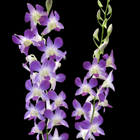 Dendrobium Orchid Blue Angel #8 - Seedling