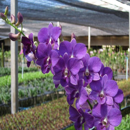 Dendrobium Orchid Plant Blue Classic #1- Seedling