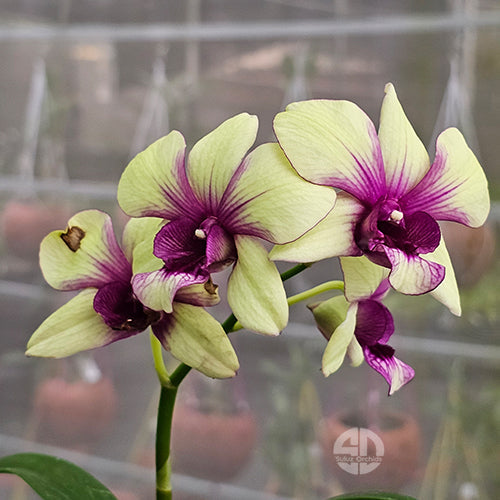 Dendrobium Orchid Boonchu Gold-Burana Green Star - Medium Stage