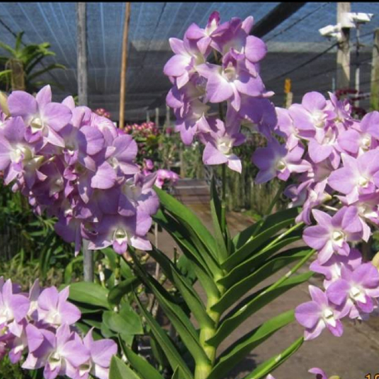 Dendrobium Orchid Plant Burana Stripe Blue - Seedling