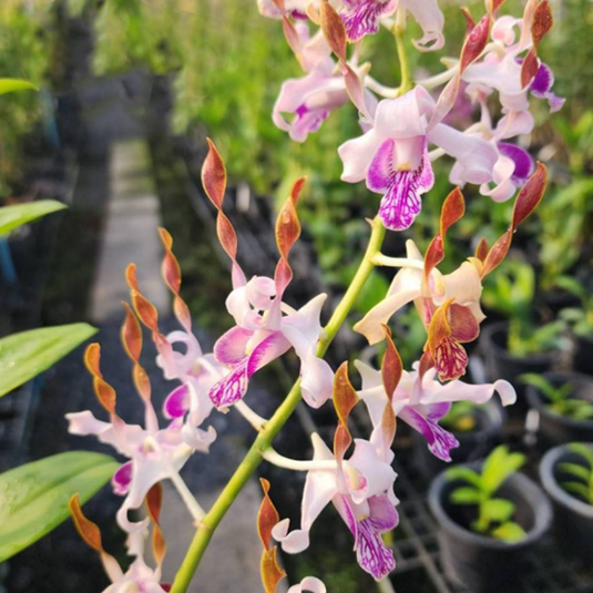 Dendrobium Orchid Plant  (Ceasar x Pink Twist ) #286 - Seedling