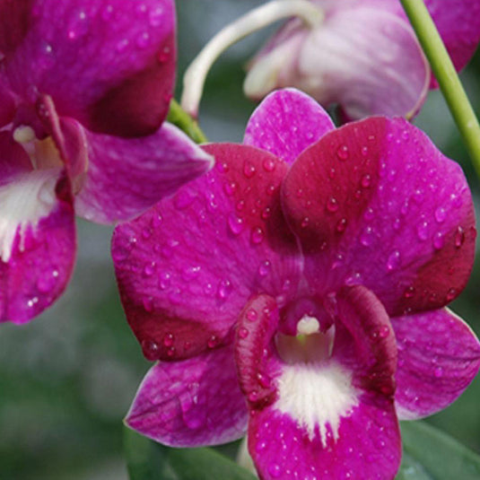 Dendrobium Orchid Doremon Red White Lip - Seedling