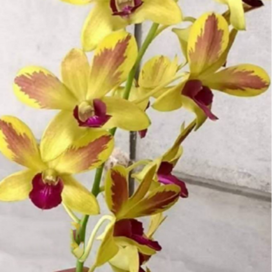 Dendrobium Orchid Plant Gift by God Splash  (5% variegation as motherplant)- Seedling