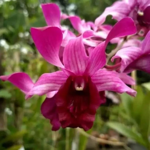 Dendrobium Orchid Raya Red Mature Bushy Plant