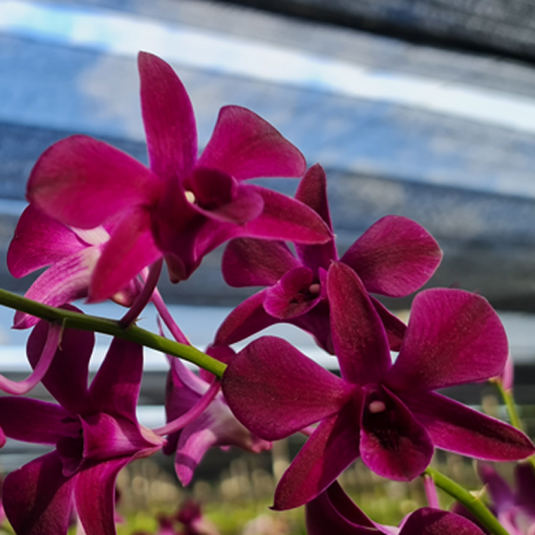 Dendrobium Orchid Plant  (Jac Concert x Red Bull) # 282 - Seedling
