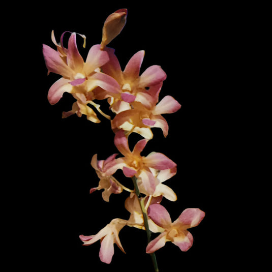 Dendrobium Orchid Plant KGI - Seedling