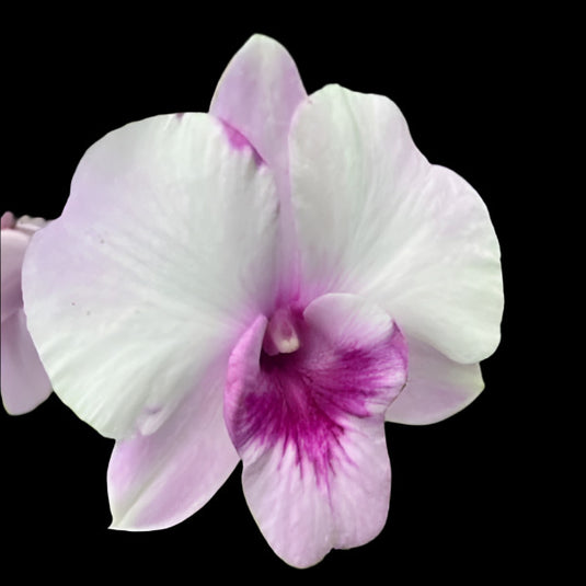 Dendrobium Orchid Plant King Sweet - Seedling