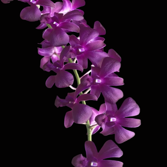 Dendrobium Orchid Plant (More Red x Thailand 'Mutation BOLD)# 837 - Seedling