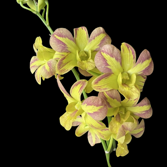 Dendrobium Orchid Plant Nopporn 'Muatation' # 849 - Seedling