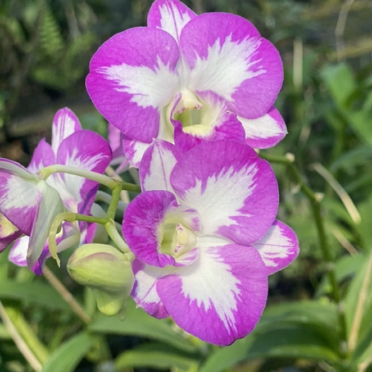 Dendrobium Orchid Plant Nopporn Pink Splash (variegation may occur) - Seedling