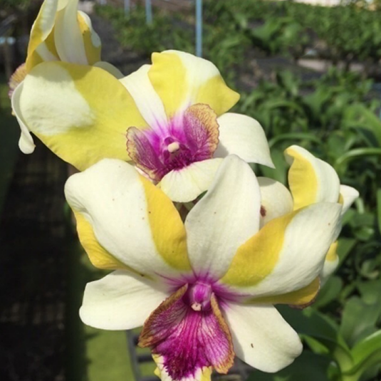 Dendrobium Orchid Plant Nopporn Star # 41 - Seedling