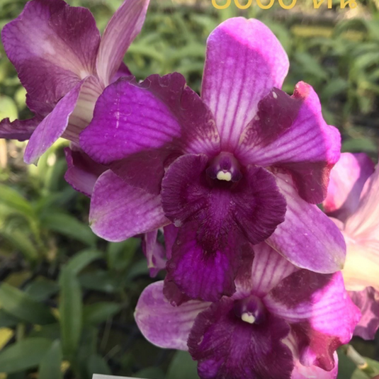 Dendrobium Orchid Plant Nopporn Star Bright #761 - Seedling