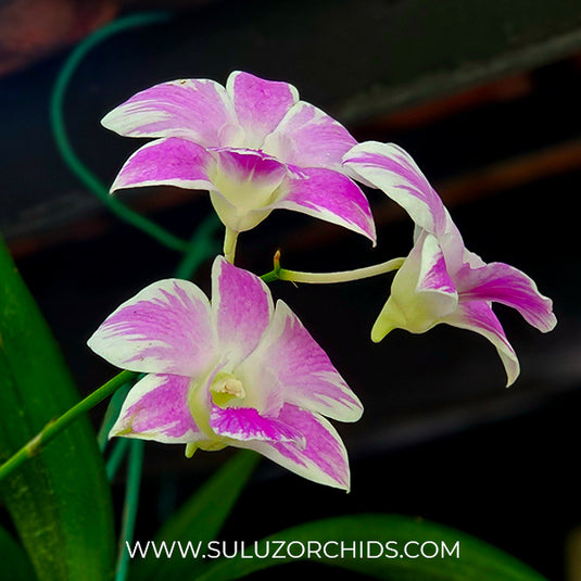 Dendrobium Orchid Plant Pink Lady Splash - Seedling