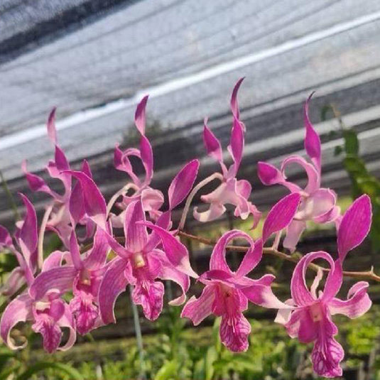 Dendrobium Orchid Plant Pink Twist #210 - Seedling