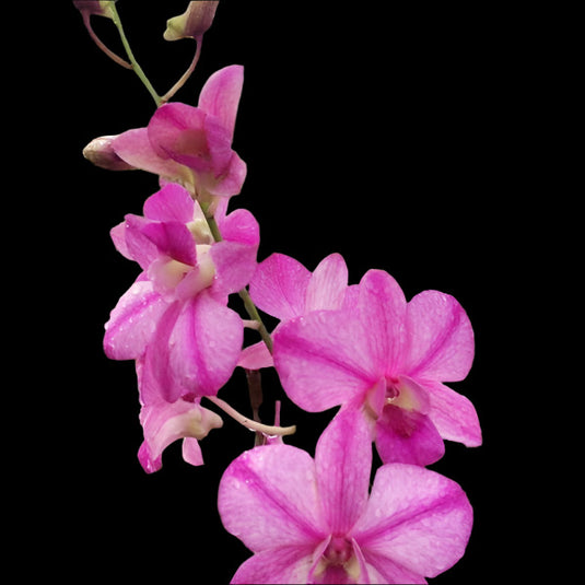 Dendrobium Orchid Plant Popeye Red - Seedling