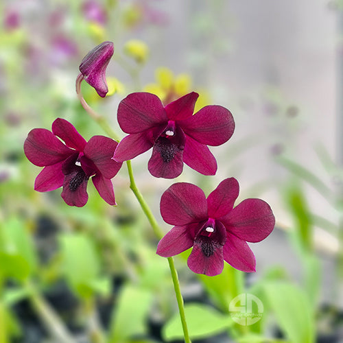 Dendrobium Orchid Supernova Red Mature Bushy Plant