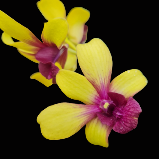 Dendrobium Orchid Thongchai Gold x Boonchu Gold Mature Plant golden yellow petals with pink lip flower