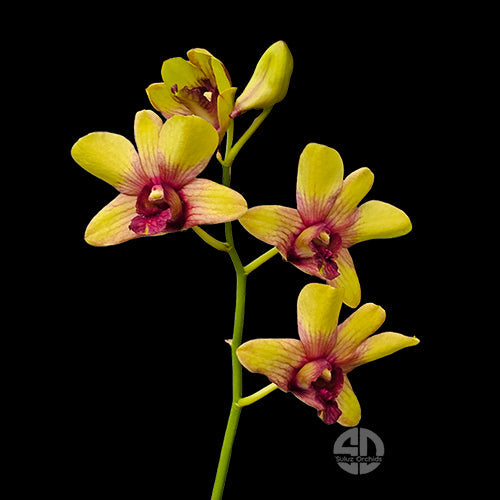 Dendrobium Orchid Thongchai Pinwattana x Boonchu Gold golden yellow flower with reddish pink lip
