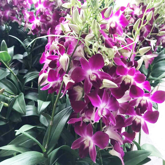 Dendrobium Orchid Plant Udon Red- Seedling