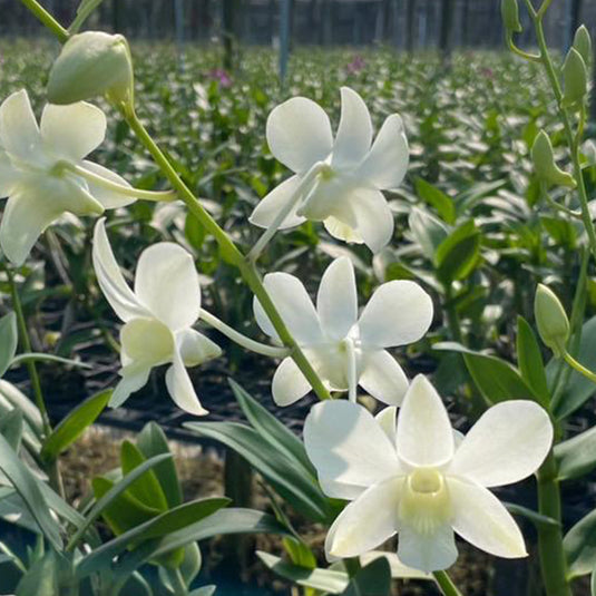 Dendrobium Orchid White 5n - Seedling