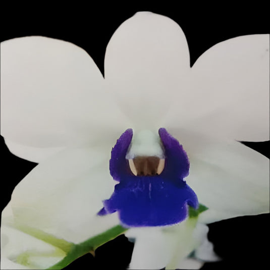 Dendrobium Orchid Plant White Blue Lip - Seedling